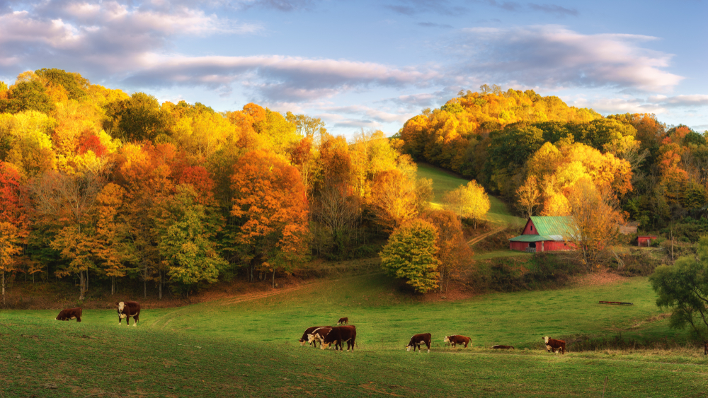 A picture of a farmhouse on a hill surrounded by autumn trees and cows scattered on the land in Boone, North Carolina.