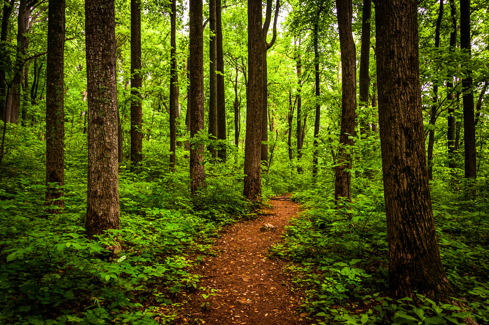 A photo of a trail winding through the greenery of a forested area in Shenandoah National Park.