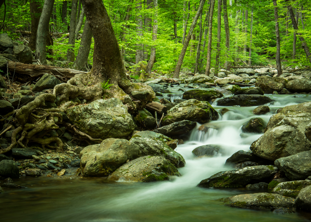 A photo of the rocky White Oak Canyon Waterfall surrounded by green foliage.