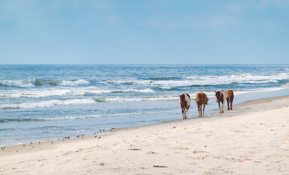 Four horses walking down the beach with waves at Assateague Island one of the best national parks in virginia