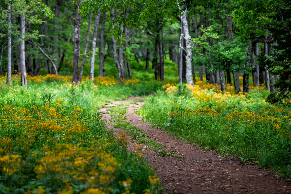 Path leading through a forest with yellow flowers at Blue Ridge Park one of the best national parks in virginia.