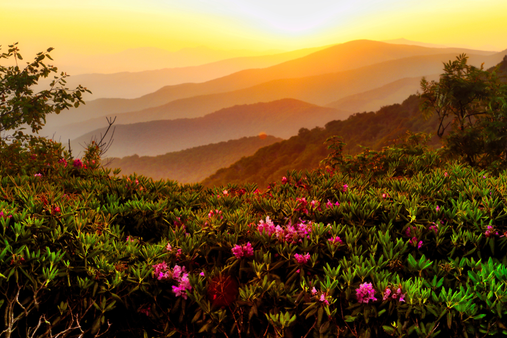 Pink rhododendron flowers blooming on the side of a mountain. In the distance you can see several mountain peaks silhouetted against the sky. The sun is setting so the sky is yellow and orange. One of the best Asheville hiking trails. 