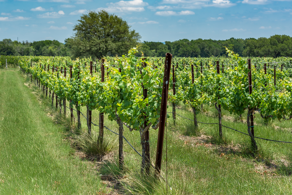Visiting vineyards is one of the most fun things to do in Canyon Lake.