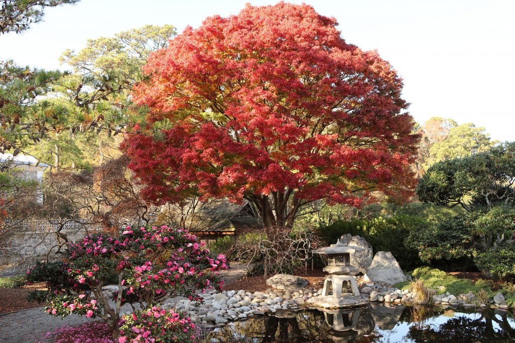 A tree with orange leaves casts a shadow on the reflecting pool at the Norfolk Botanical Gardens, one of the best things to do in Norfolk VA.