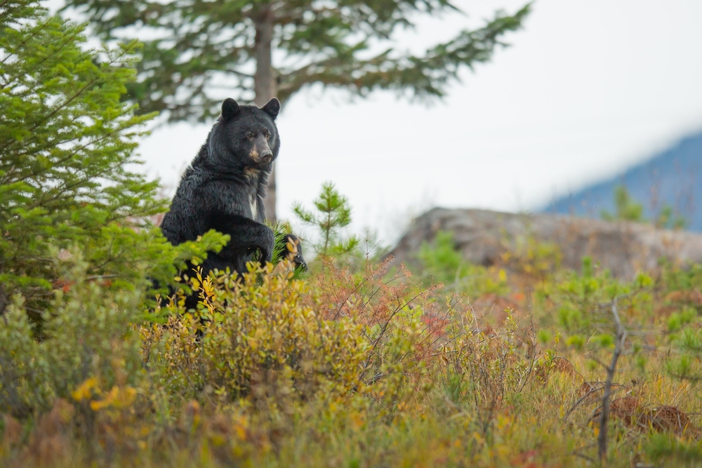 A black bear standing in a field in the Smoky Mountains.