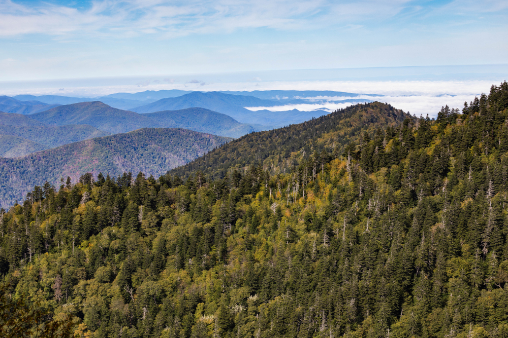 High mountain view with lot of trees.