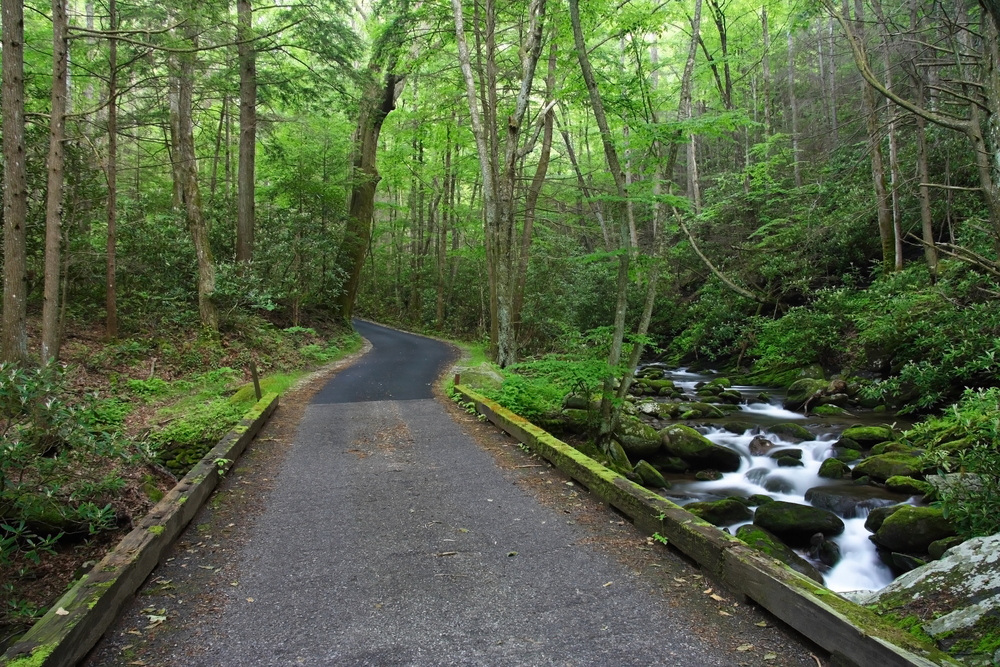 The Roaring Fork Motor Nature Trail going through green trees with a river on the side.