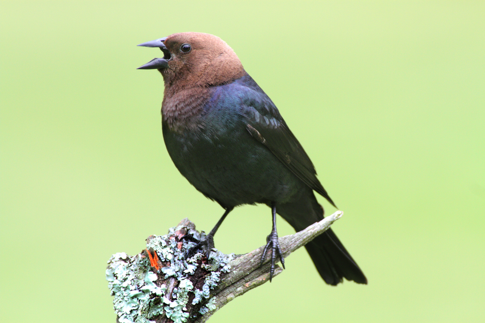 A brown-headed cow bird singing at the Seven Islands State Birding Park.