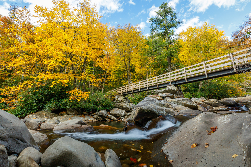 Yellow leaves on trees and a bridge over a river.