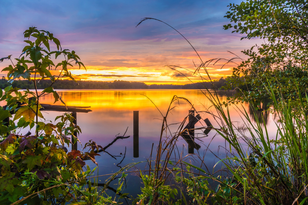 The view from the shores of a lake. You can see tall grass and shrubs on the shore. There is also old wood pieces in the lake and the sun is setting. 