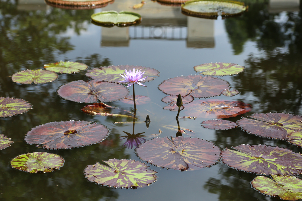 Pond at Birmingham Botanical Gardens, one of the best things to do in Birmingham, with purple and green water lilies floating in it.
