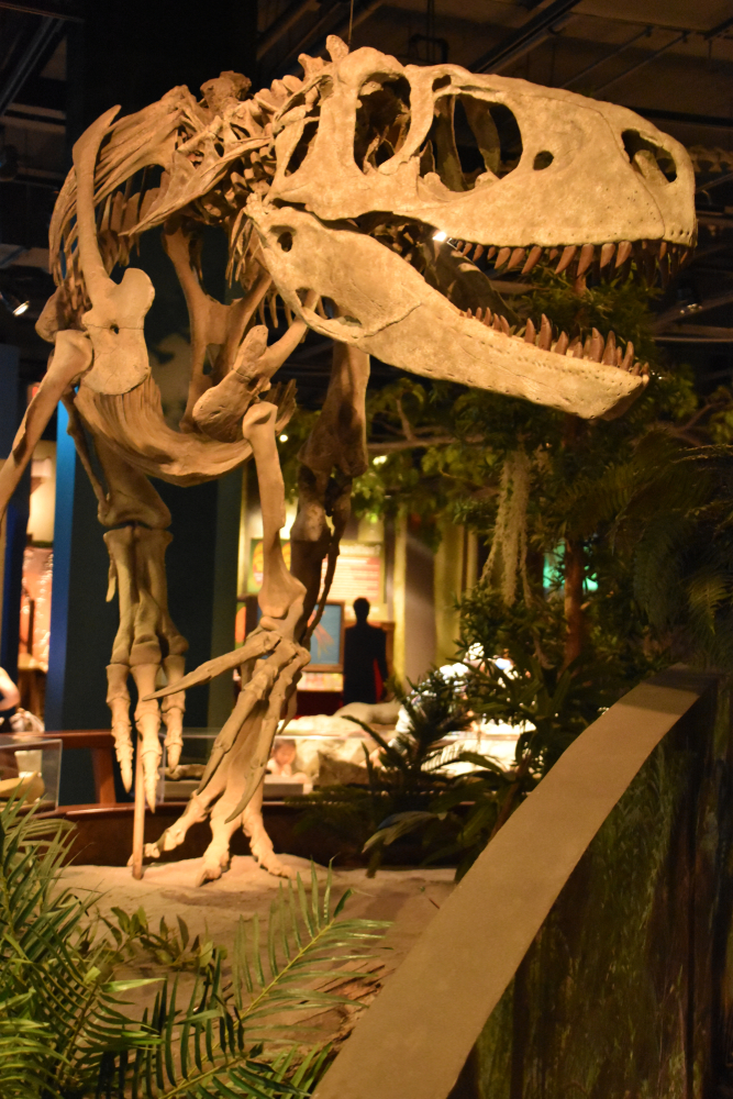 Dinosaur skeleton at McWane Science Center, one of the best things to do in Birmingham, surrounded by plants.