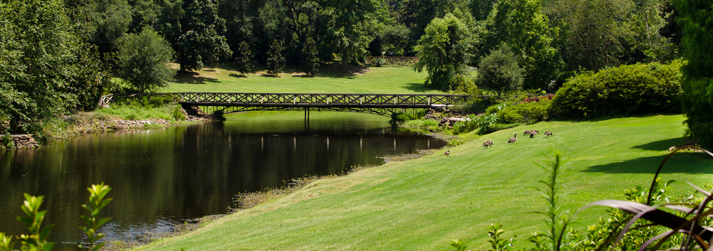 The green grass and ducks near. a-beautiful pond with wooden bridge