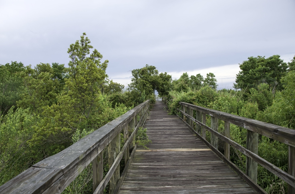 A wooden boardwalk leading thought the trees in Meher state park