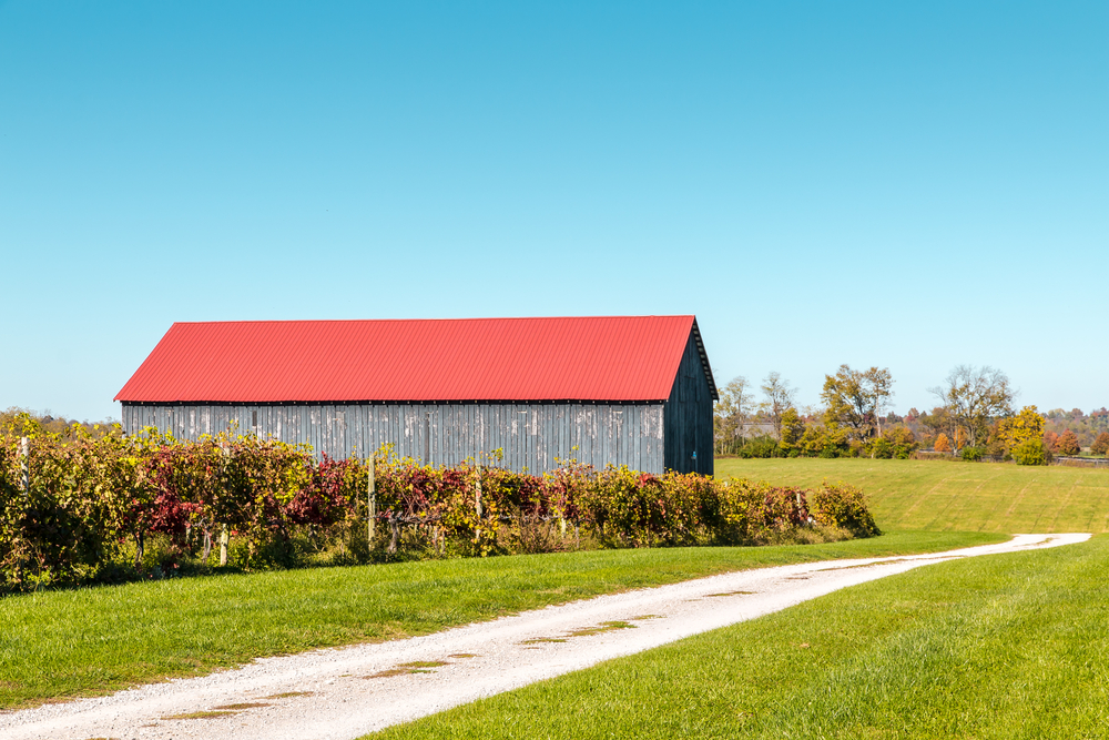 bran with tin roof in a Kentucky vineyard