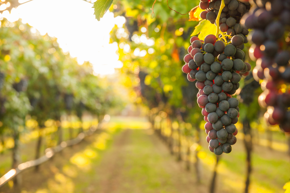 grapes hanging fron a vine in a vineyard