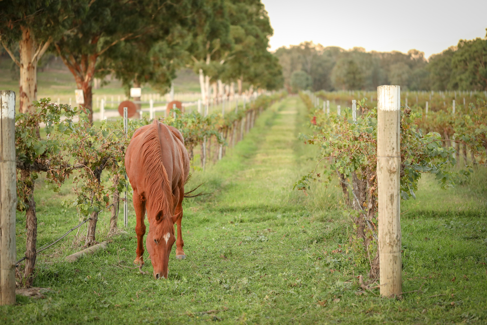 a horse grazing in between rows in the vineyard