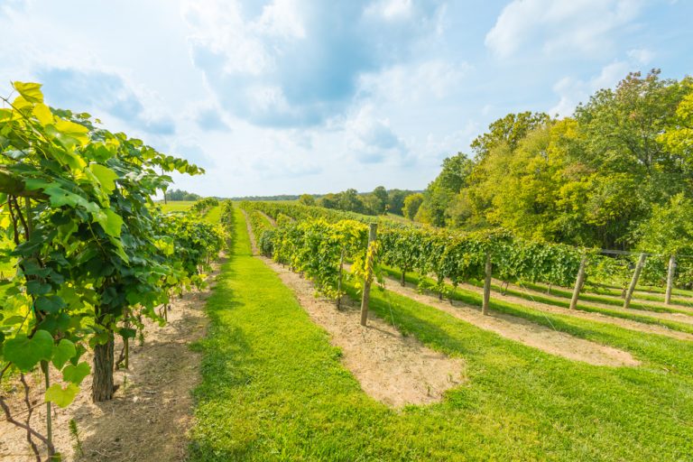 12 Beautiful Vineyards and Wineries in Kentucky Southern Trippers