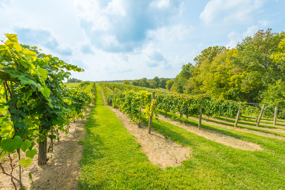 rows of grape vines in a vineyard