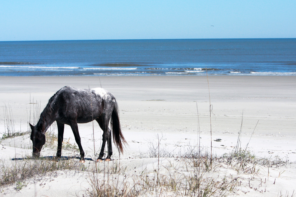 A wild horse grazing along a beach on Cumberland Island, where you can find some of the best beaches in Georgia.