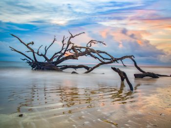 A driftwood tree surrounded by water as it rests on Driftwood Beach, one of the prettiest beaches in Georgia.