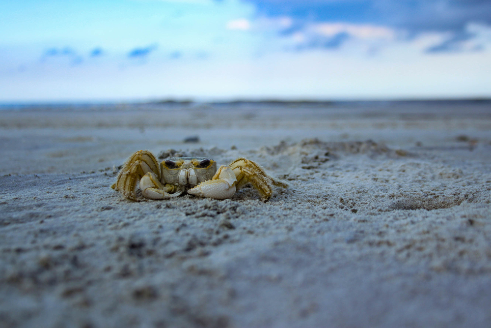 A crab crosses the sand of a beach on Sapelo Island, which has some of the more secluded beaches in Georgia.