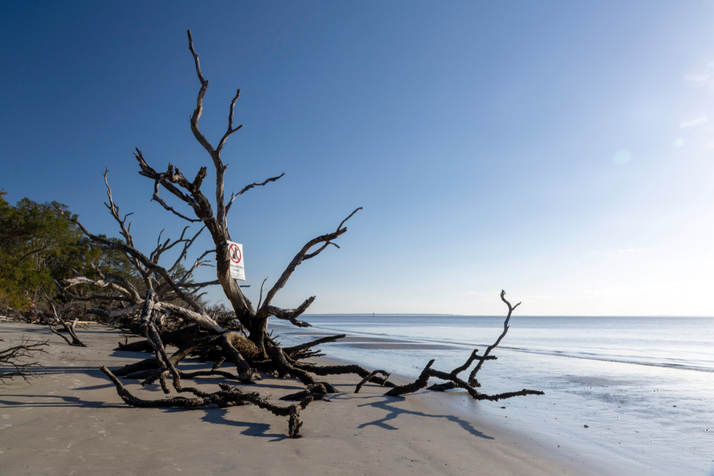 A driftwood tree lying on the sand at St Andrews Beach, of the best beaches in Georgia.