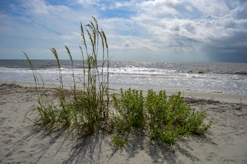 Sun on the sand and vegetation growing along a beach on St Simon's Island in Georgia.