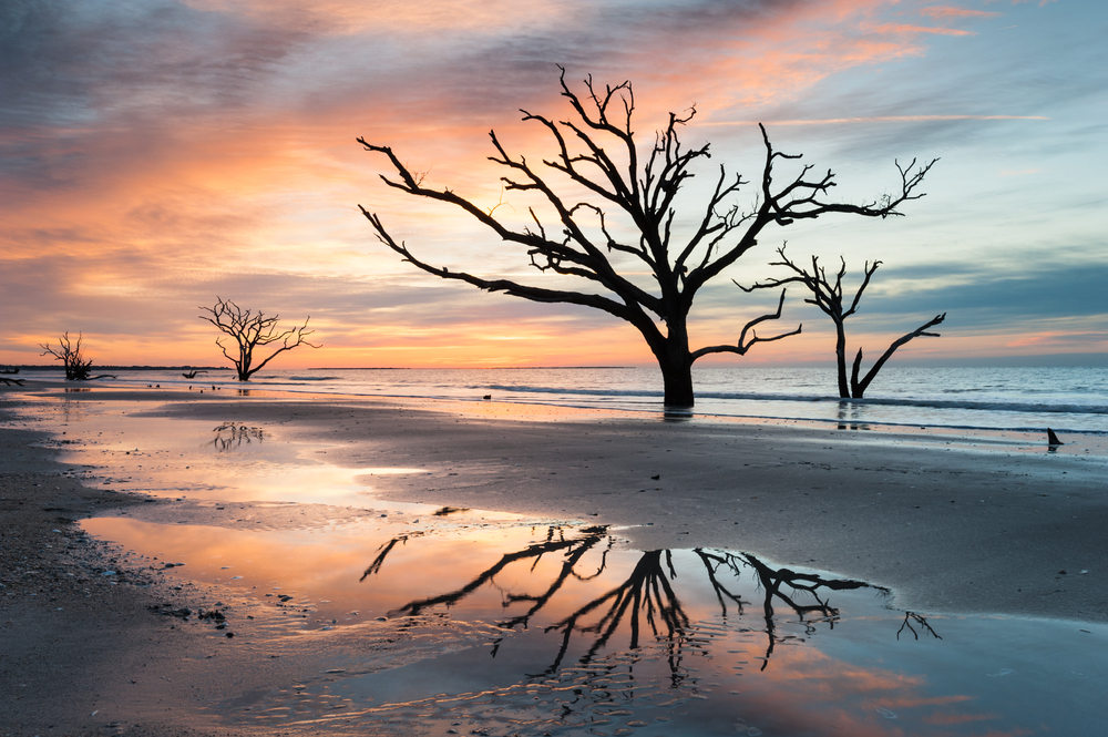 sunset on beach, driftwood and trees dot the beach