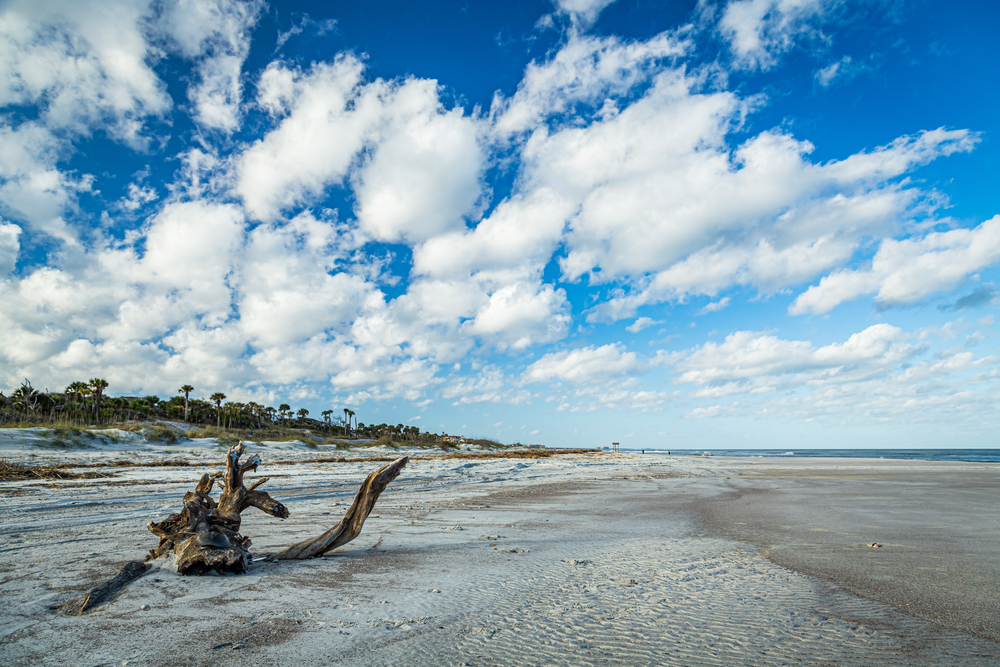 A driftwood tree sits buried in the sand during low tide at a beach on Amelia Island, Florida, with palm trees and sand dunes in the background.