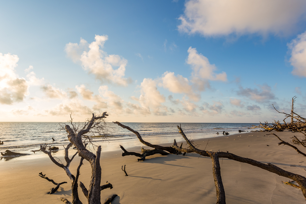 Driftwood tree branches washed ashore sit in the sand of Driftwood Beach, one of the prettiest beaches near Atlanta.