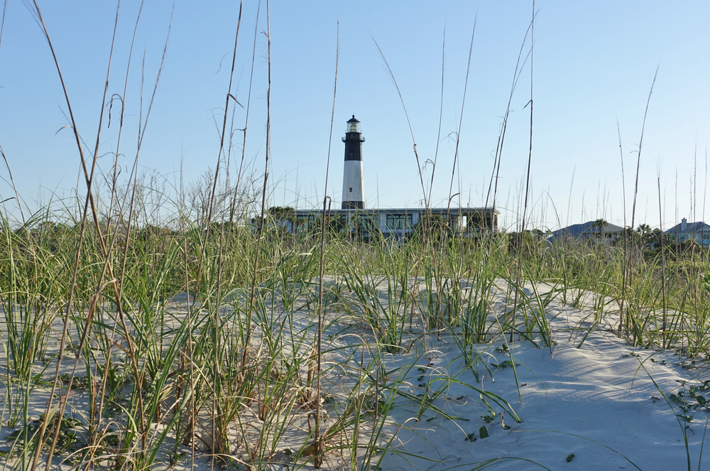 Grass coming out of a sand dune on a beach, with the Tybee Island Lighthouse in the background.