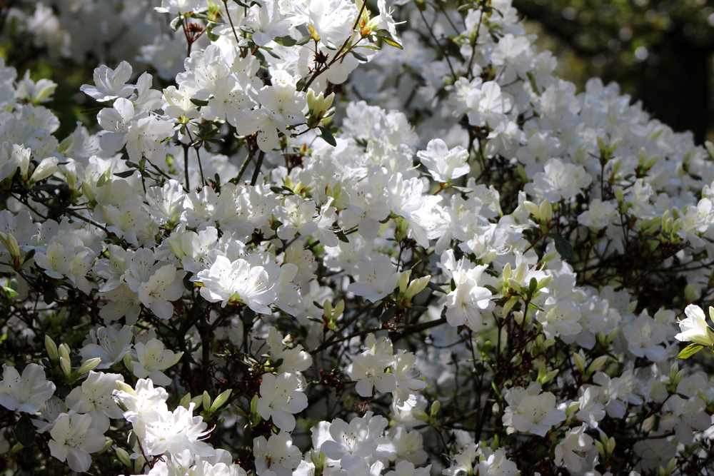 Close up of white azaleas in Pendleton King Park.