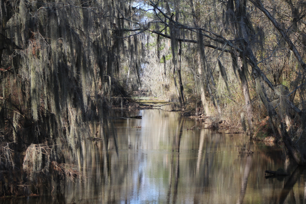 Moss covered view of Phinizy Swamp.