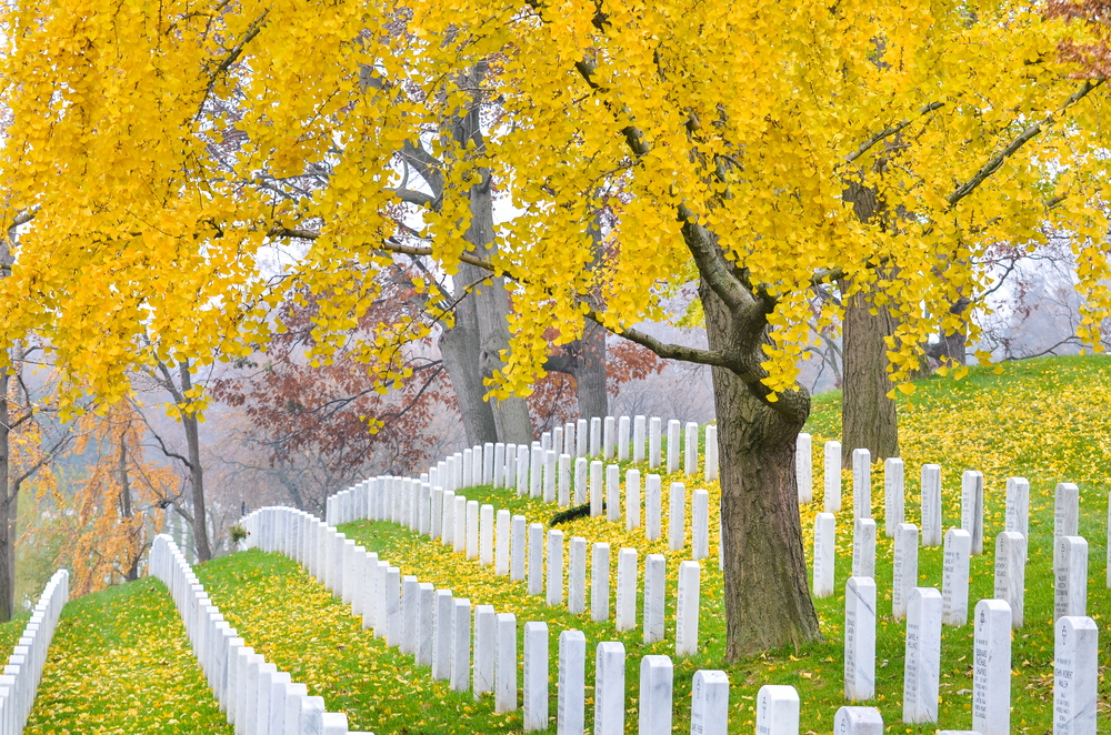 Looking down the rows of tombstones at Arlington National Cemetery. There is a large tree on the hill in between the rows. The leaves on the tree are yellow and there are fallen yellow trees on the grass around the tombstones.