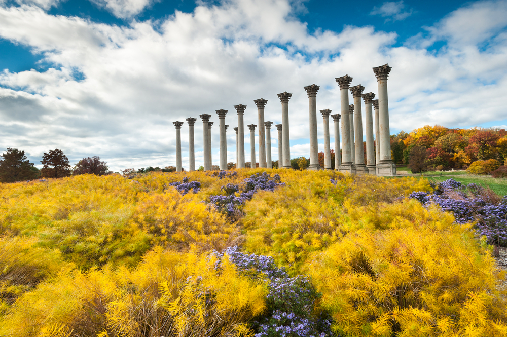 A view of the famous roman columns that stand in the middle of a grassy lawn in the United States National Arboretum. It is fall so the trees have different colored leaves and some of the shrubs are yellow or have purple flowers. 