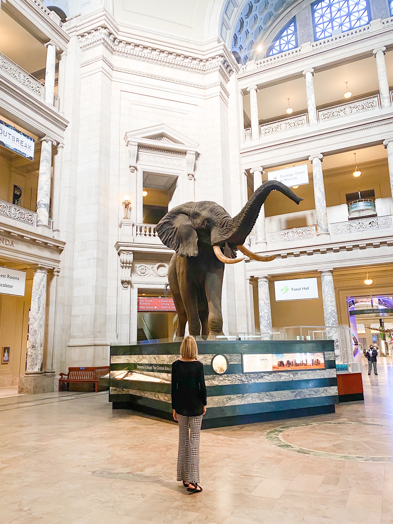 A woman in a black shirt and black and white pants looking up at a taxidermy elephant on a large platform in the Smithsonian Natural History Museum. Its one of the best things to do in Washington DC.