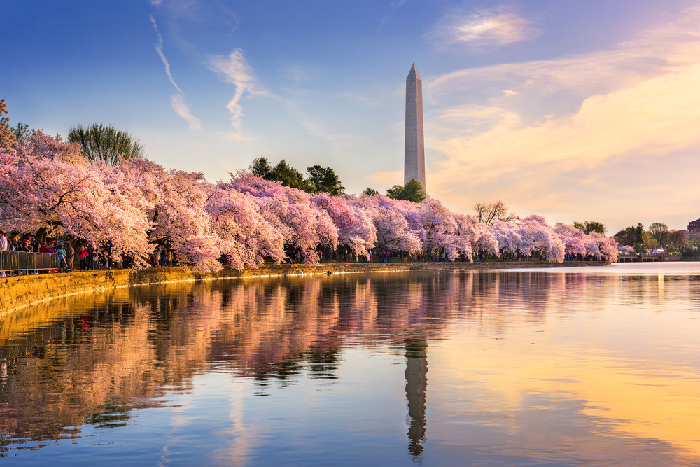 A view of the Washington Monument, one of the best things to do in Washington DC. There is a large reflecting pond, cherry blossom trees in bloom, and the sun is starting to set. 