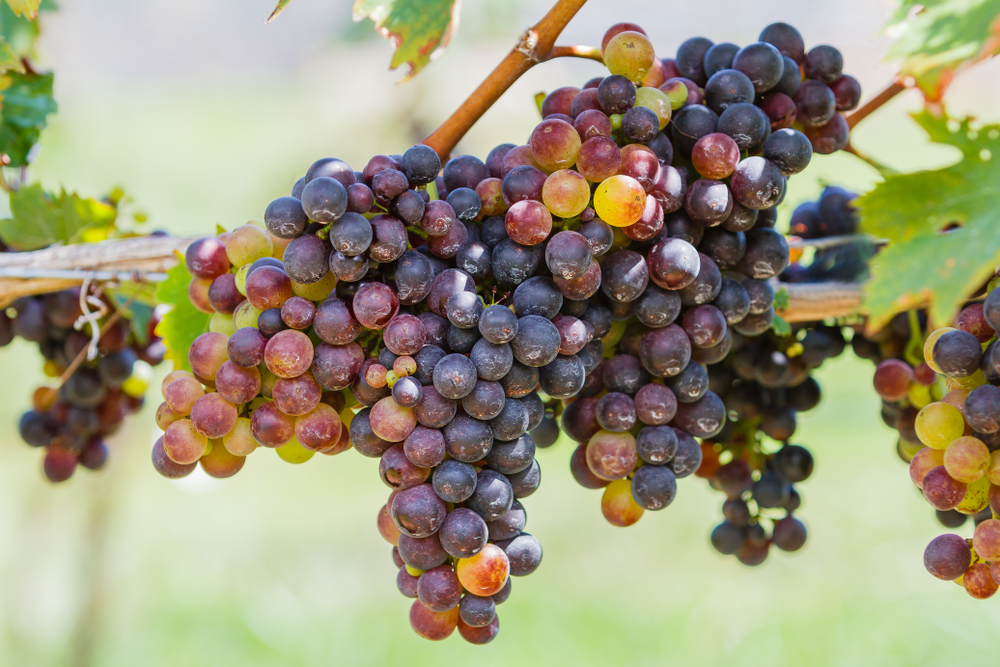 A cluster of black grapes on the vine in an article about wineries in North Carolina