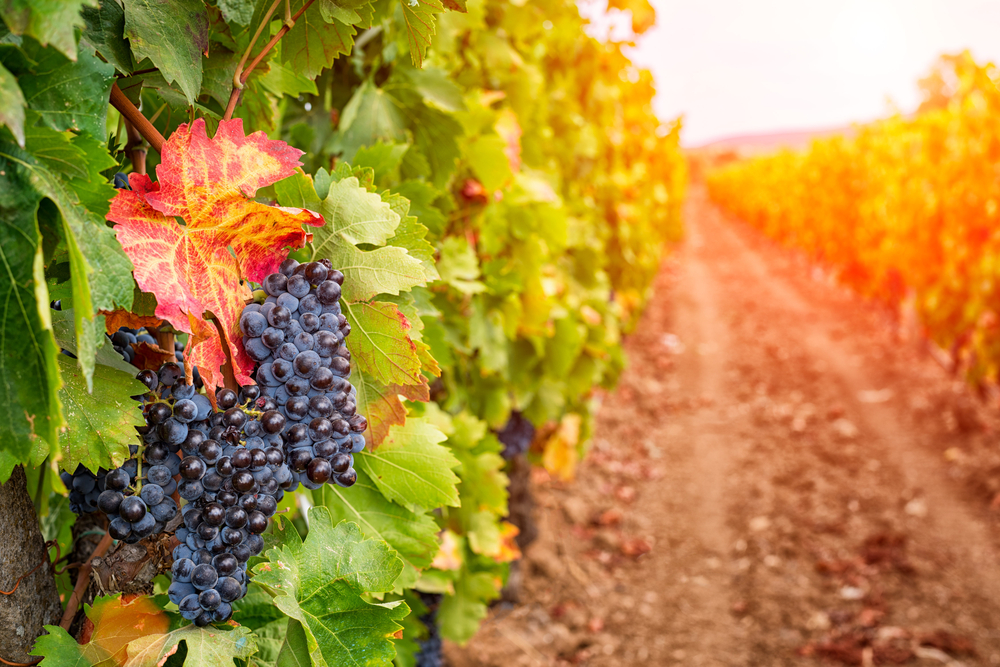 Red grapes on the vine at sunset