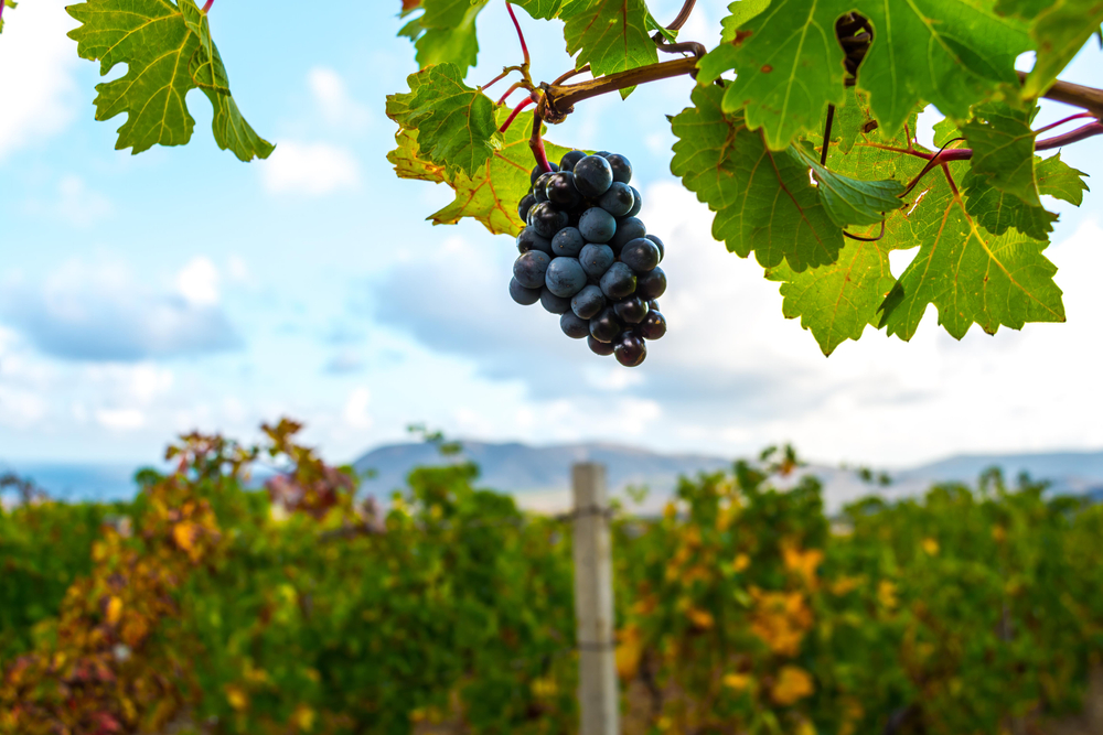 Black grapges hanging from the vine in a vineyard