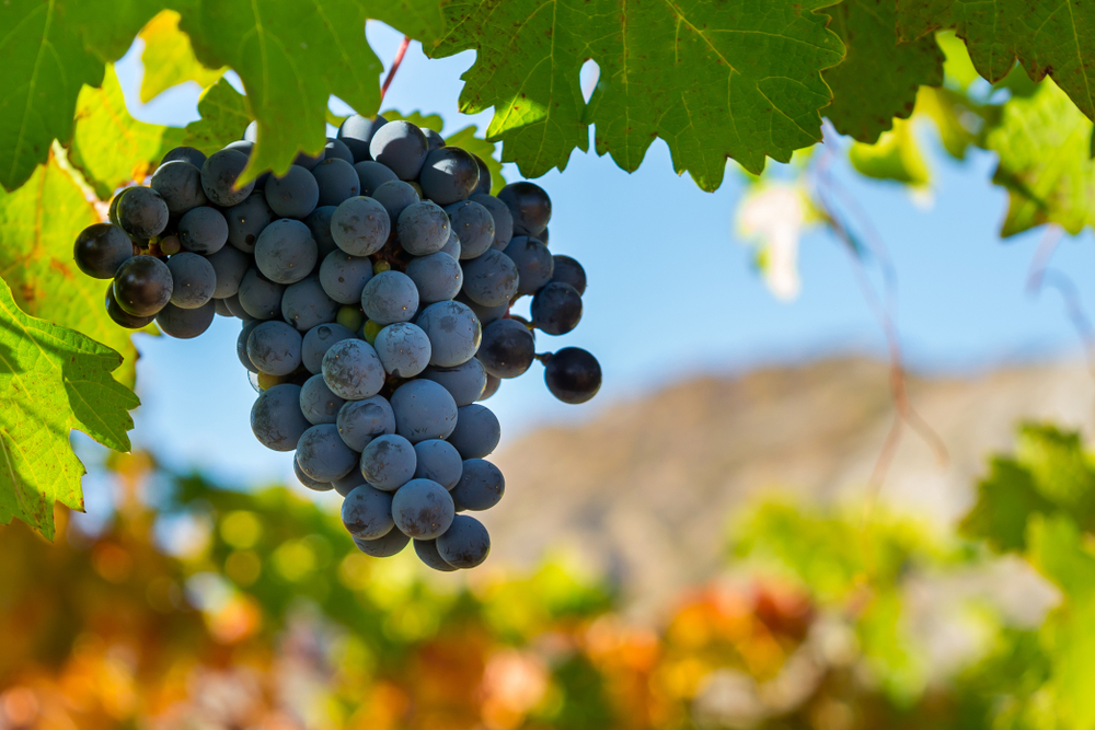 Ripe grapes on the vine in an article about wineries in North Carolina