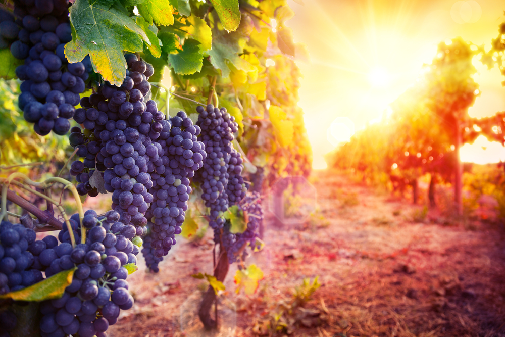 Grapes growing on the view in a vineyard at sunset