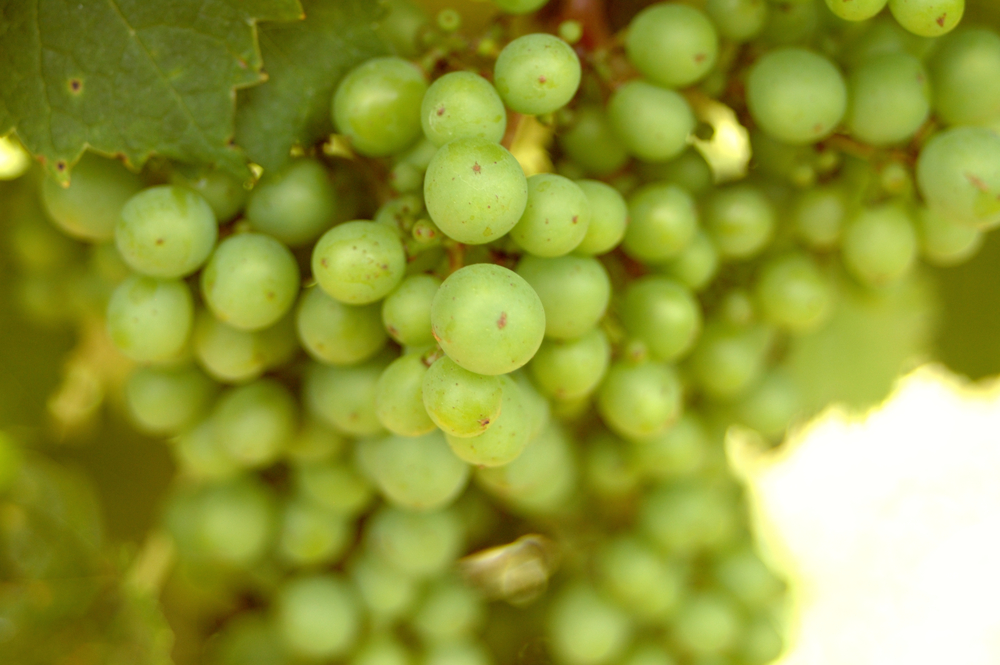 White grapes in a bunch on the vine
