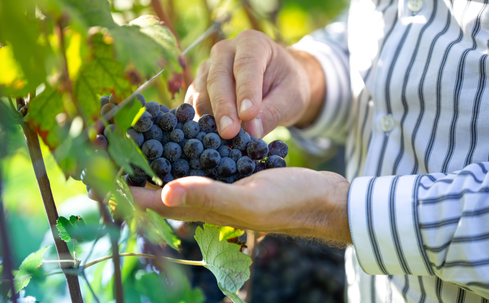 Farmer holding red grapes in hand