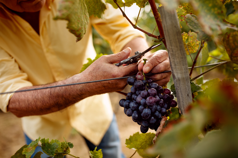 Close up of a man harvesting grapes off the vine