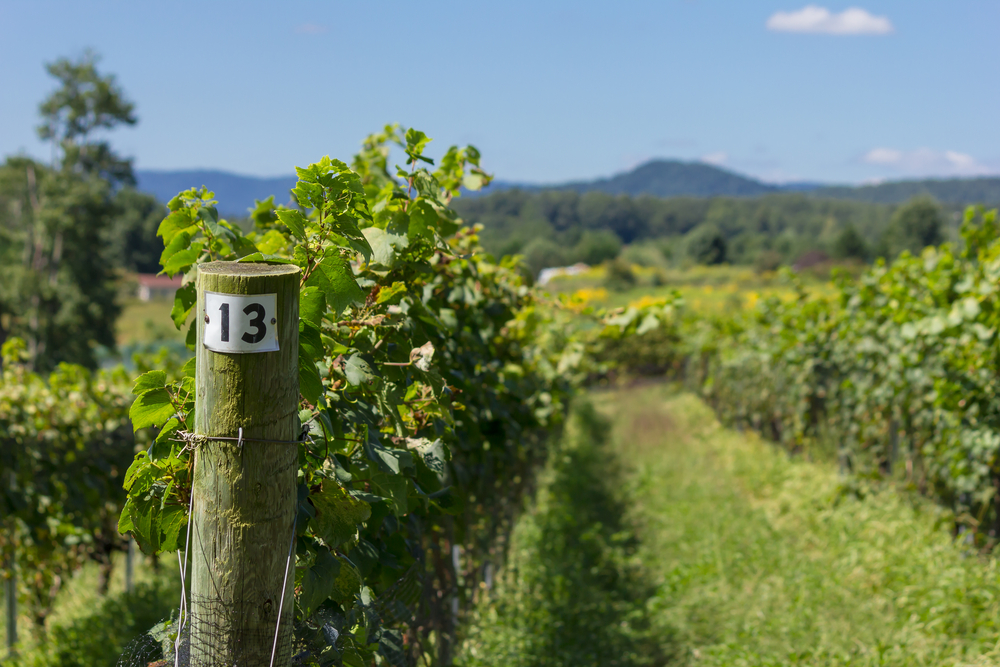 A row in a vineyard labelled number 13