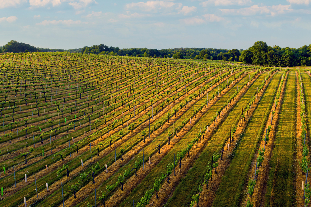 An aerial shot of a vineyard in an article about wineries in North Carolina