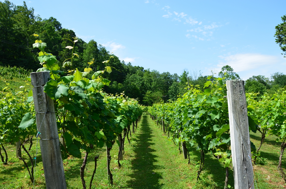 Rows on grapes on the vine in an article about wineries in North Carolina
