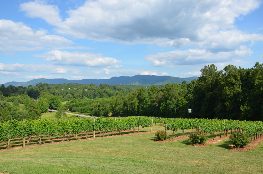 A large vineyard with a view of the mountains